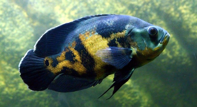 U Sjedinjenim Državama suđen je muškarac zbog zloupotrebe akvarijskih riba