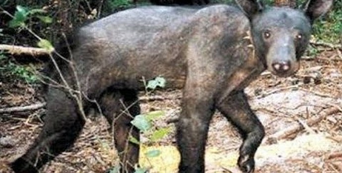 Chupacabra se ponovo pojavila u Stavropolu