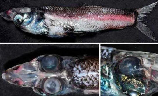 Četveronožna riba ulovljena u Tasmanskom moru