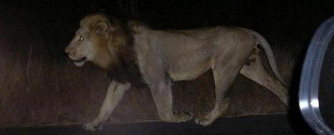 U Tbilisiju lavovi i krokodili šetaju ulicama