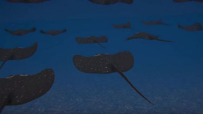 Turska planira stvoriti podvodne mine u obliku nasipa