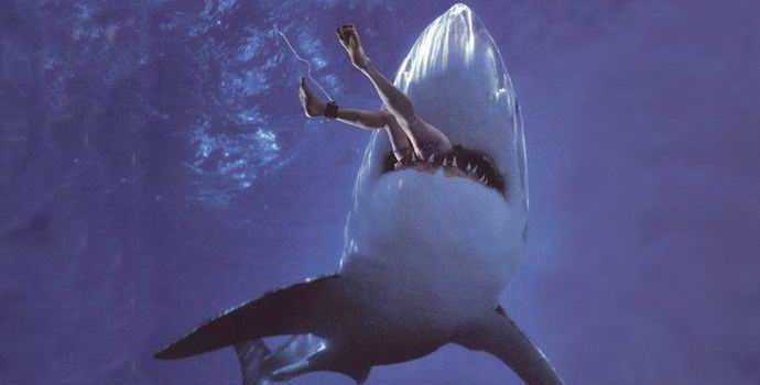 Ljudi su krivi za porast napada morskih pasa