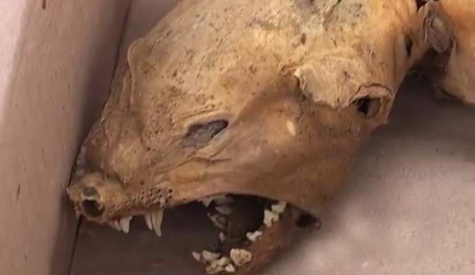 U Ukrajini pronađena chupacabra