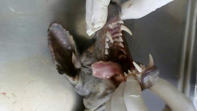 Još jedna ubijena chupacabra u Ukrajini