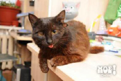 Mačka s tri uha živi u Voronežu