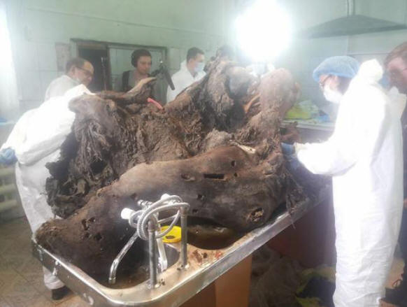 U Yakutiji proučavaju mamuta s tekućom krvlju i već su najavili mogućnost kloniranja