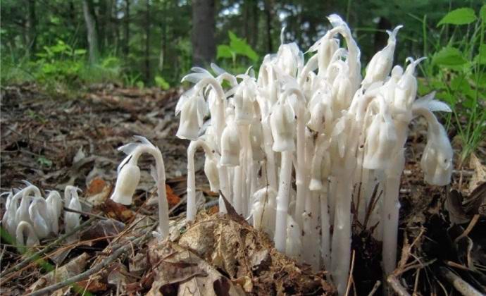 U Japanu je nevjerovatno pronađeno.