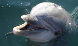 Prava imena pronađena na jeziku dupina