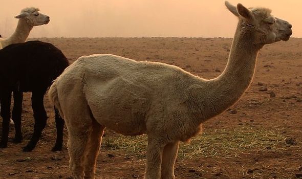 Vakcina protiv koronavirusa: naučnici su pronašli antitela u krvi lame 