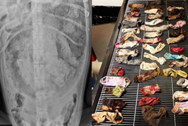 Veterinari su dobili 43 čarape sa psećeg stomaka