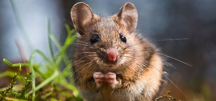 Jeste li čuli kako miševi pjevaju?