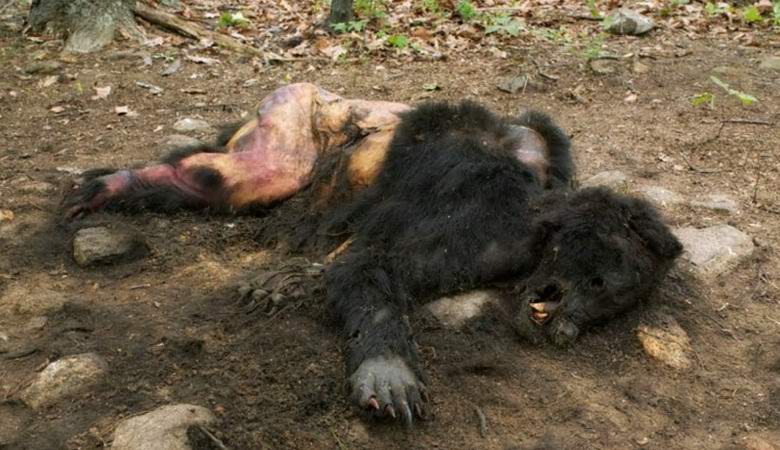 Videozapisi ostataka snježnog čovjeka uzburkali su Internet