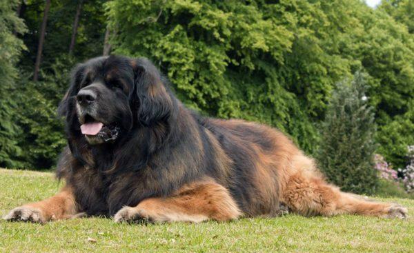 Zašto veliki pas sanja? 