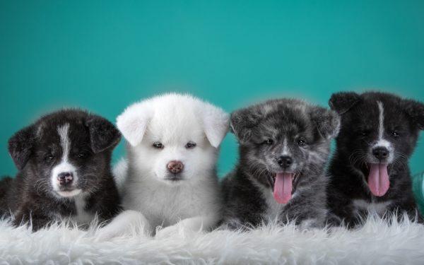 Zašto mnoštvo štenaca sanja 