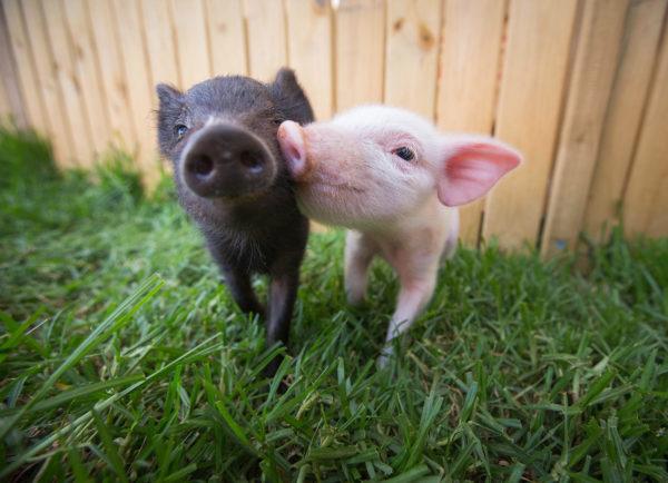 svinja iz snova svinja iz snova