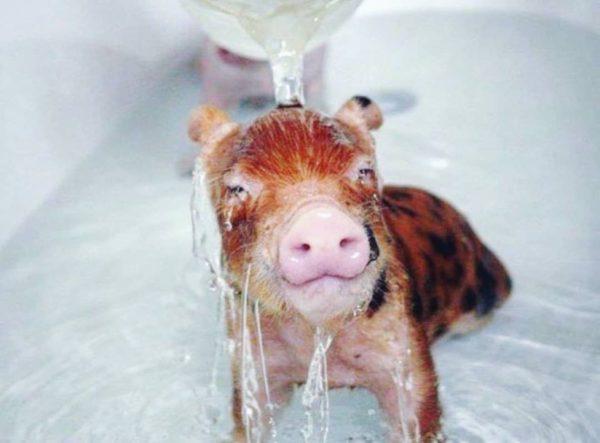 zašto prasad sanja o malom i čistom zašto prasad sanja o malom i čistom