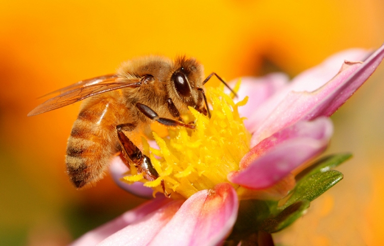 Ugrožene pčele brzo se bliže kraju svijeta