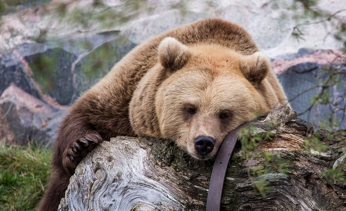 Virtualni arheolozi pronašli su medvjeda na Marsu