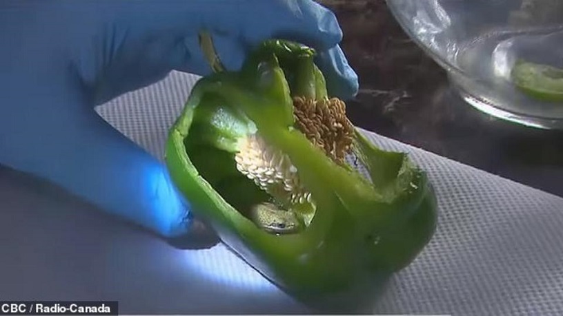 Unutar paprike našao živu žabu