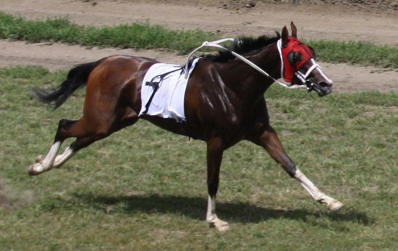 U Francuskoj je konj provalio u bar koji se nalazio pored trkališta ...