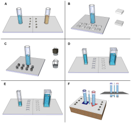 Zadaci gavrana. Ilustracija: Sarah Jelbert / CC-BY