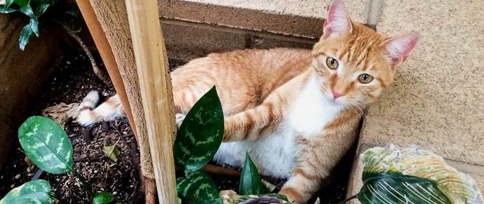 Povratak bludnog ... mačka