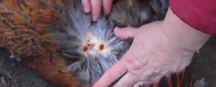 Povratak Chupacabra: Nove žrtve u Voronježkoj oblasti