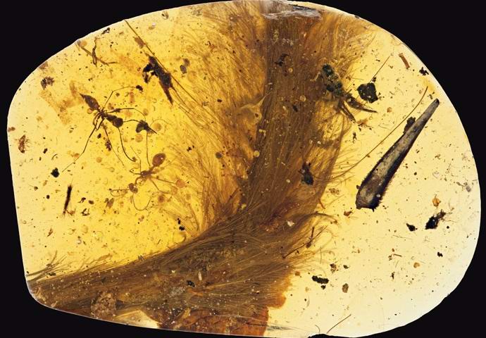 Amber sa repom dinosaura prvi put pronađen