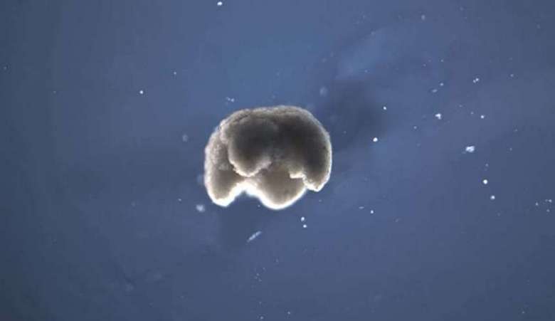 Stvoreni prvi živi roboti na svetu