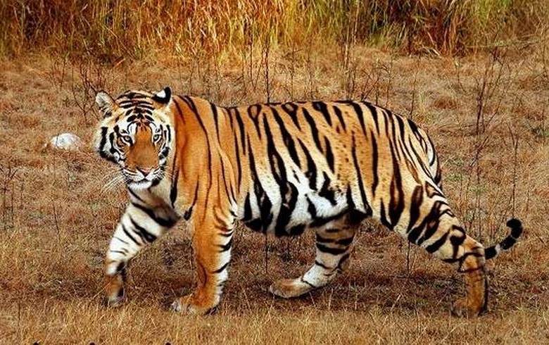 Susret sa običnim velikim predatorom mnogo je opasniji nego sa misterioznom velikom nogom