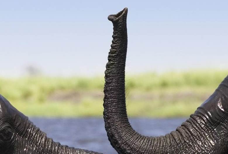 Upoznavanje sa stvorenjem koje nalikuje slonovom deblu