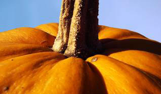 Japanski farmer uzgajao bundevu od pola tone