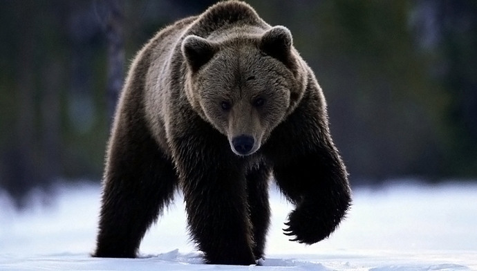 Zašto medvjedi skrnave grobove?