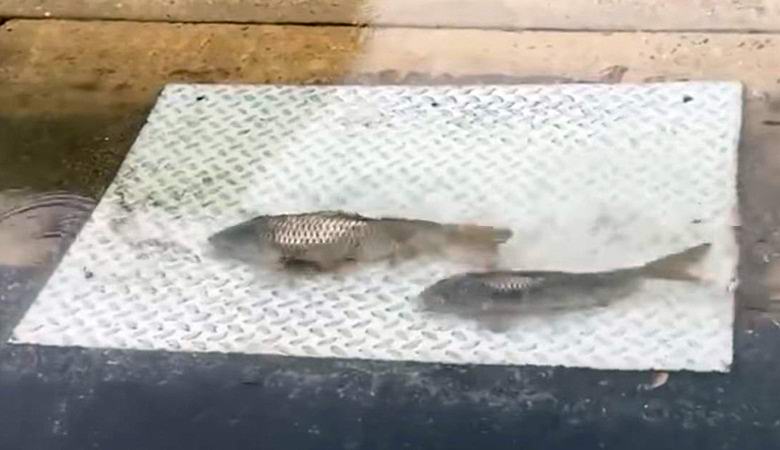 Tajanstvena riba plivala je tačno pored puta