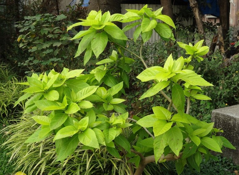 Misteriozno drvo koje upravo tako ubija ptice.