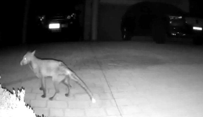 Tajanstveno stvorenje se našlo na nadzornoj kameri