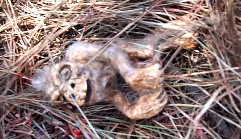 Embrion snežnog čoveka pronađen je u šumi