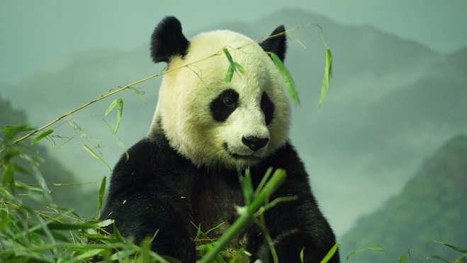 Zemlja - na ivici globalnog izumiranja živih bića