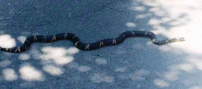 Stanovnike Vladivostoka napale su ogromne zmije i agresivne vrane