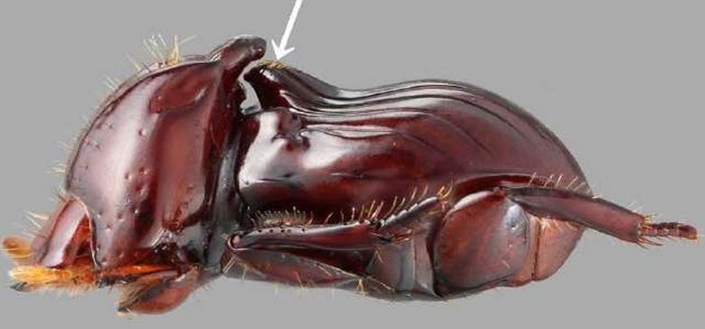Lizka buba koja je iznenadila entomologe