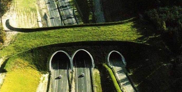 Znate li za mostove životinja?